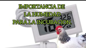 Cómo influye la humedad del cartón en el corte